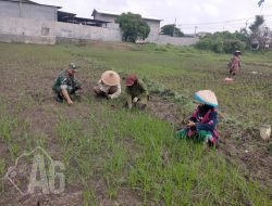 Kegiatan Pendampingan Babinsa Wringinanom, Bantu Petani Merawat Tanaman Padi