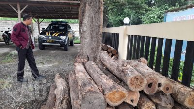 Polsek Klabang Amankan Puluhan Log Kayu Jati Hasil Ilegal Logging