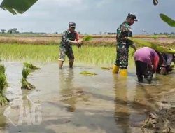 Pendampingan Babinsa Duduksampeyan Harapkan Petani Binaan Bisa Sukses