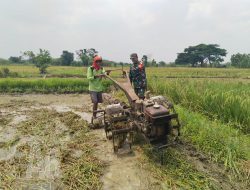 Babinsa Bantu Panen Padi Bentuk Dukungan Mendorong Semangat Petani