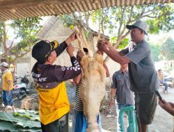Perhutani KPH Jember Serahkan Hewan Qurban ke Masyarakat Hutan Dusun Grintingan Desa Lojejer