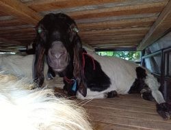 Cegah Penyebaran PMK, Barantin Gagalkan Penyelundupan 19 Ekor Kambing