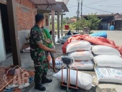 Babinsa Kedamean Dampingi Serapan Gabah Petani di Wilayah Binaan