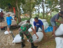 Satgas Swasembada Pangan Lakukan Pendampingan Babinsa Koramil 0817-15/Bungah Dalam Penyerapan 5,75 Ton Gabah Petani Di Desa Raciwetan