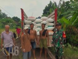 Sinergi Babinsa dalam Mendukung Penyerapan Gabah Petani di Wilayah