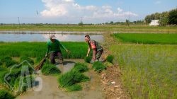 Babinsa Bungah Dampingi Petani dalam Penanaman Padi di Desa Masangan