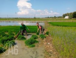 Babinsa Bungah Dampingi Petani dalam Penanaman Padi di Desa Masangan