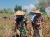 Dandim 0829/Bangkalan Hadiri Panen Raya Jagung Serentak Bersama Forkopimda
