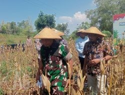 Dandim 0829/Bangkalan Hadiri Panen Raya Jagung Serentak Bersama Forkopimda