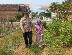 Dukung Ketahanan Pangan, Polsek Cerme Tinjau Tanaman Sawi dan Terong di Pekarangan Warga Desa Ngabetan