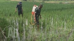 Dukung Ketahanan Pangan, Babinsa Manyar Dampingi Petani Semprot Hama