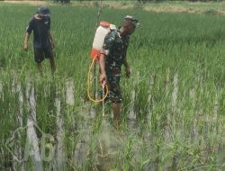 Dukung Ketahanan Pangan, Babinsa Manyar Dampingi Petani Semprot Hama