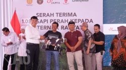 1.080 Sapi Perah Dilepas Oleh Karantina Untuk Kemitraan Peternak Jawa Timur
