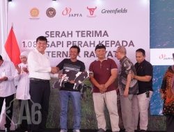 1.080 Sapi Perah Dilepas Oleh Karantina Untuk Kemitraan Peternak Jawa Timur