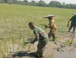 Babinsa Menganti Turun Sawah Wujudkan Ketahanan Pangan Wilayah