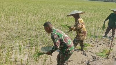 Babinsa Menganti Turun Sawah Wujudkan Ketahanan Pangan Wilayah