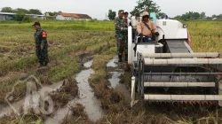 Babinsa Benjeng Hadir di Tengah Petani, Dorong Optimalisasi Sergab di Musim Panen