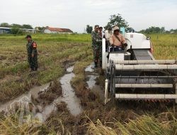 Babinsa Benjeng Hadir di Tengah Petani, Dorong Optimalisasi Sergab di Musim Panen