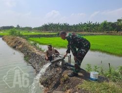 Wujudkan Ketahanan Pangan Mandiri, Babinsa Ujungpangkah Terjun Langsung Dampingi Petani