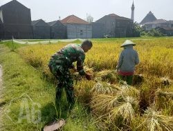 Kebersamaan Babinsa Kebomas dan Petani, Kunci Ketahanan Pangan di Wilayah Binaan