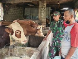 Babinsa Balongpanggang Laksanakan Anjangsana dan Komsos Bersama Peternak Sapi
