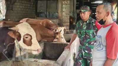 Babinsa Balongpanggang Laksanakan Anjangsana dan Komsos Bersama Peternak Sapi