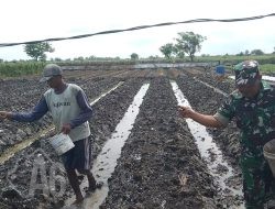 Babinsa Balongpanggang Dukung Petani Tomat dan Cabai di Desa Pinggir