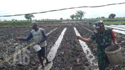 Babinsa Balongpanggang Dukung Petani Tomat dan Cabai di Desa Pinggir