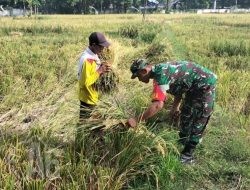 Babinsa Kebomas Aktif Dampingi Petani Desa, Perkuat Program Ketahanan Pangan