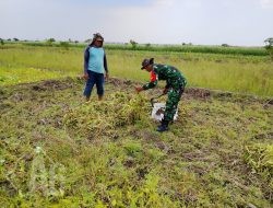 Babinsa Sidayu Dampingi Warga Panen Bibit Kangkung di Desa Gedangan