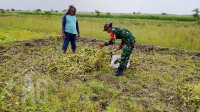 Babinsa Sidayu Dampingi Warga Panen Bibit Kangkung di Desa Gedangan