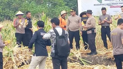 Asta Cita Ketahanan Pangan Panen Raya Jagung Kuartal III Polsek Pakal Polrestabes Surabaya