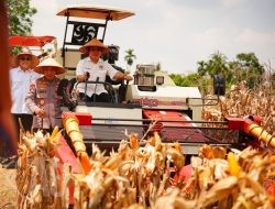 Panen Raya Kuartal III Polri Hasilkan 751 Ribu Ton Jagung, Bukti Nyata Dukung Swasembada Pangan