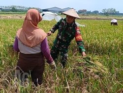 Kemanunggalan TNI dan Rakyat Terlihat di Tengah Sawah Desa Lebaniwaras