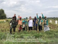 Babinsa Sepulu Dampingi Petani Panen Padi di Desa Maneron