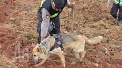 Polri Kerahkan Anjing Pelacak dalam Pencarian Korban Longsor Cilacap