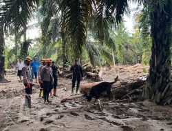Den K9 Ditpolsatwa Baharkam Polri Berhasil Temukan Satu Korban Bencana Alam di Batang Toru, Sumatera Utara