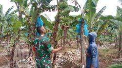 Babinsa Sidayu Aktif Dampingi Petani Pisang Lavendis Desa Sambipondok