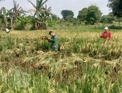 Sinergi TNI dan Petani, Babinsa Cerme Turun Langsung Dampingi Panen Padi