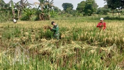Sinergi TNI dan Petani, Babinsa Cerme Turun Langsung Dampingi Panen Padi