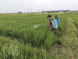 Kodim 0817/Gresik Maksimalkan Lahan Tidur di Wedoroanom, Penanaman Capai 100 Persen