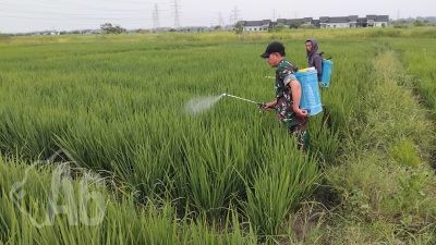 Kodim 0817/Gresik Maksimalkan Lahan Tidur di Wedoroanom, Penanaman Capai 100 Persen