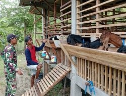Babinsa Balongpanggang Laksanakan Komsos dan Pendampingan Peternak Kambing di Kedungpring