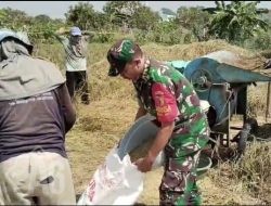 Babinsa Manyar Turun ke Sawah, Pastikan Panen Padi Warga Pongangan Optimal