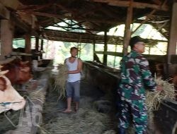 Babinsa Balongpanggang Berikan Motivasi Peternak Sapi di Desa Kedungpring