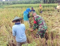 Melalui Binter, Babinsa Kedamean Bantu Warga Desa Ngepung Panen Padi