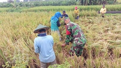 Melalui Binter, Babinsa Kedamean Bantu Warga Desa Ngepung Panen Padi