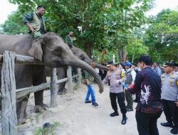 Kapolri-Titiek Soeharto Tinjau Tesso Nilo, Pastikan Konservasi Gajah Aman