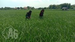 Babinsa Hadir di Tengah Petani: Serda Muhsin Bantu Bersihkan Gulma Demi Sawah yang Lebih Subur