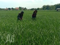 Babinsa Hadir di Tengah Petani: Serda Muhsin Bantu Bersihkan Gulma Demi Sawah yang Lebih Subur